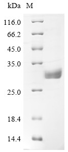 Butyrophilin subfamily 3 member A1 (BTN3A1), partial, human, recombinant