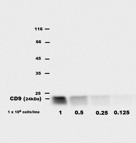 Anti-CD9, clone EM-04