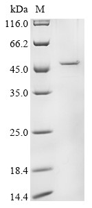 Intermediate capsid protein VP6, Rotavirus A, recombinant