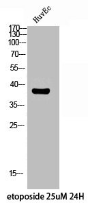 Anti-Phospho-CXCR4 (S339)