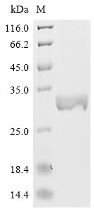 Interleukin-10 (IL10), Macaca mulatta, recombinant