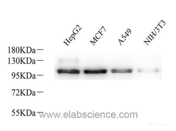 Anti-Na+/K+-ATPase alpha1