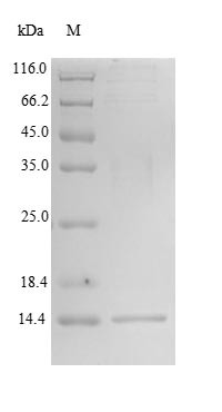 Oxytocin-neurophysin 1 (OXT), partial, human, recombinant