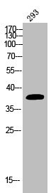 Anti-Phospho-EIF2S1 (S51)