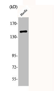 Anti-Phospho-MET (Y1234)