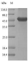 Coelenterazine h 2-monooxygenase, Renilla reniformis, recombinant