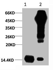 Anti-Histone H3 Monoclonal