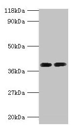 Anti-ANXA2