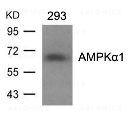 Anti-AMPK Alpha1 (Ab-487)Antibody
