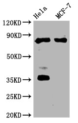 Anti-STAT3 Recombinant Monoclonal, clone 3A9