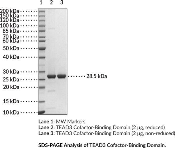 TEAD3 Cofactor-Binding Domain (human, recombinant)