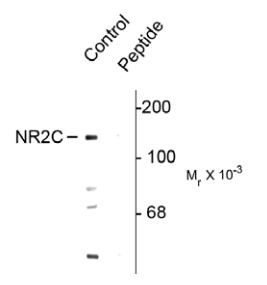 Anti-phospho-NMDAR2C (Ser1096)