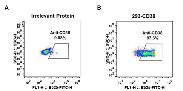 Anti-CD38 antibody(DM28), Rabbit mAb