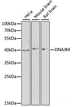 Anti-DNAJB4
