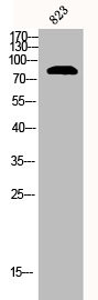 Anti-CTNNB1