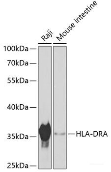 Anti-HLA-DRA