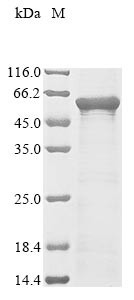 Hepatocyte nuclear factor 3-alpha (FOXA1), human, recombinant