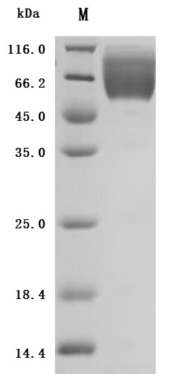 Carcinoembryonic antigen-related cell adhesion molecule 1(CEACAM1), partial, Biotinylated (Active),