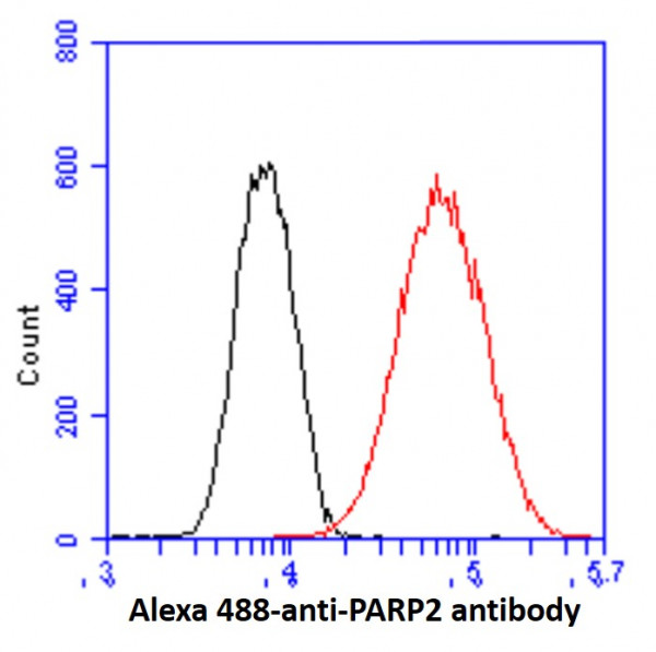 Anti-PARP2, clone 29G4