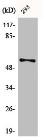 Anti-Phospho-SYT1/SYT2 (S309/306)