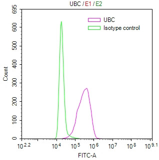 Anti-UBC Recombinant Monoclonal, clone 6G8