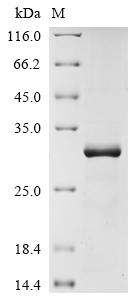 Claudin-18 (CLDN18), partial, human, recombinant