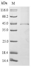 High affinity immunoglobulin epsilon receptor subunit alpha (Fcer1a), mouse, recombinant