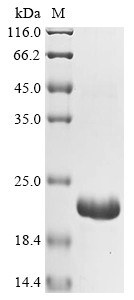 Fibrillin-1 (FBN1), partial, bovine, recombinant