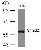 Anti-SMAD2 (Ab-467)