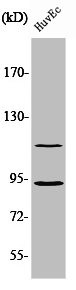 Anti-CDK11B