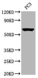 Anti-CHRM3 Recombinant Monoclonal, clone 2D4