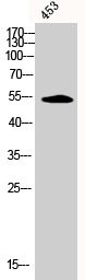 Anti-Phospho-CAMK2A/CAMK2B/CAMK2D (T305)