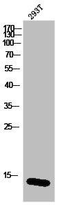 Anti-Histone H2B