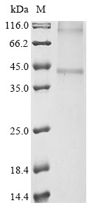 P2Y purinoceptor 12 (P2ry12), mouse, recombinant
