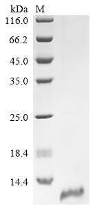 Claudin-18 (CLDN18), partial, human, recombinant