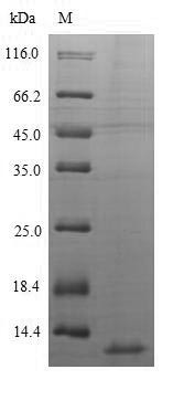 C-X-C motif chemokine 10 (CXCL10), human, recombinant