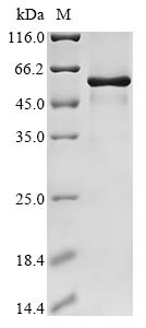 Testican-2 (Spock2), mouse, recombinant