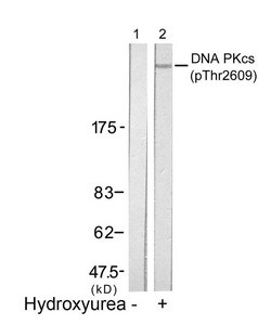 Anti-Phospho-PRKDC (Thr2609)