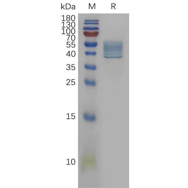 Human IL13(35-146) Protein, hFc Tag