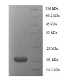 Tumor necrosis factor ligand superfamily member 6 (FASLG), partial, human, recombinant