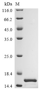 Appetite-regulating hormone (Ghrl), mouse, recombinant