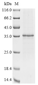 B-lymphocyte antigen CD20 (MS4A1), dog, recombinant