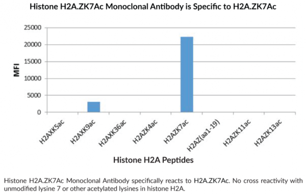 Anti-Histone H2A.ZK7Ac Monoclonal Antibody (RM222)