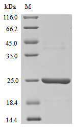 Caspase-12 (Casp12), partial, mouse, recombinant