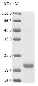 Oxytocin-neurophysin 1 (Oxt), partial, mouse, recombinant