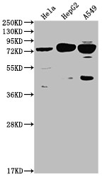 Anti-HTR2C Recombinant Monoclonal, clone 9H8