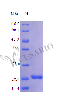 Tumor necrosis factor ligand superfamily member 9 protein (TNFSF9), partial (Active), human, recombi