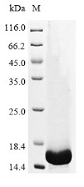 Transforming growth factor beta-1 (Tgfb1), partial, mouse, recombinant