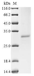 Acetylcholine receptor subunit alpha (CHRNA1), partial, human, recombinant