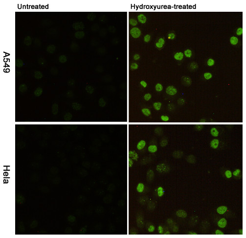 Anti-Histone H2A.X (phospho S139)